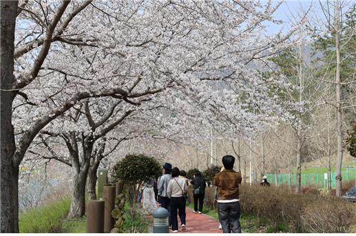 (재)화순군문화관광재단 양일간 동구리 호수공원 「벚꽃이 있는 날」 행사 개최 성료